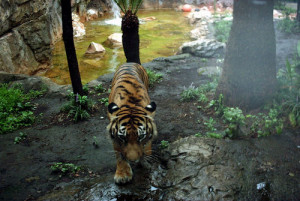 Pet Sayings: Eye of the tiger