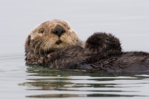 Find God at the Monterey Bay Aquarium in Sea Otters
