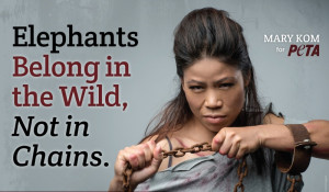 ... Mary Kom breaks the chain – this time for, the mighty elephant