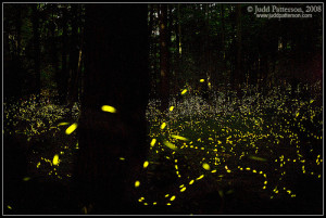 River Cruise + Fireflies @ Weston, KK