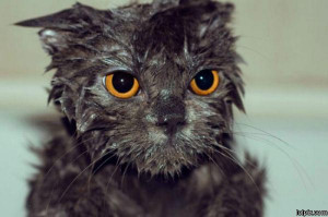 ... getting wet doesn t mean that they aren t cute when they re wet too