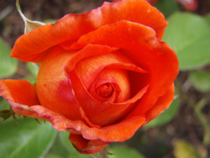 Deep Orange Red Rose Plutoplus