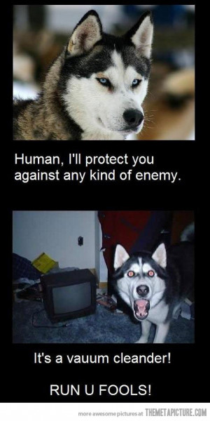 Funny photos funny husky dog vacuum cleaner