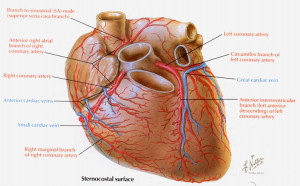 Posterior Heart Coronary Arteries