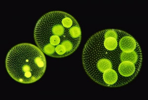 hidden symbiosis scientists have discovered an unusual symbiosis ...