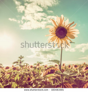 Floral motive Stock Photos, Illustrations, and Vector Art