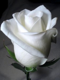 white rose rpresenting innocence, chastity and pure love