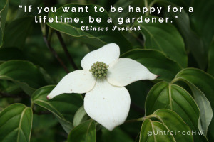 ... for a lifetime inspirational gardening quote at Untrained Housewife