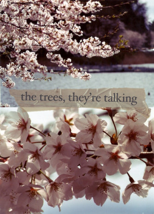 cherry blossom, flowers, lines, pink, quote, trees