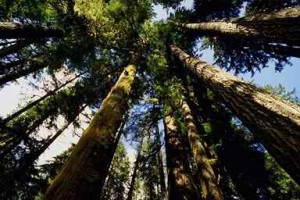 At the pinnacle of God's creation is a being that also needs right ...