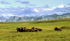 Arctic refuge drilling on ice, for now