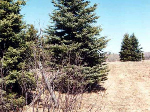 Posts related to Fastest Growing Pine Trees Zone 5