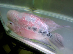 this is my fish Ariel... she died last dec 27... twas so sad but, life ...