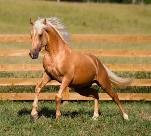 Golden Palomino Horses