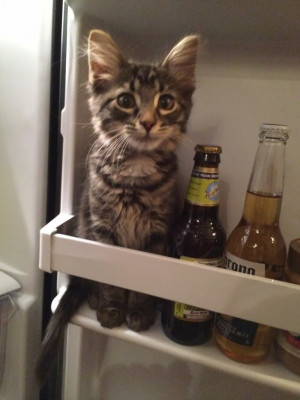 via Cat in a fridge. - Imgur
