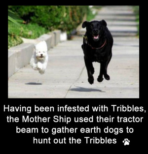 Funny Tractor Quotes Funny dog photos with captions