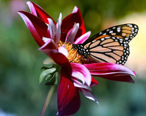 Flowers-and-Butterfly-1-YKBWBDE574-1024x768.jpg
