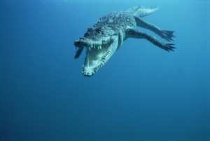 saltwater crocodile underwater