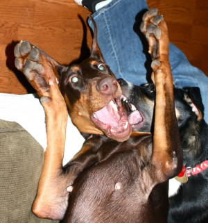 Funny Doberman Pictures