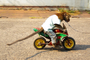 Funny Monkey on bike