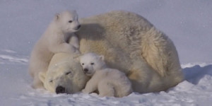Wallpaper Love Picture Polar Bears Cuddling Snow