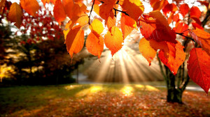 View and Download Autumn Landscape Wallpaper