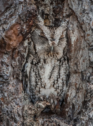 screech owls are about six to 10 inches tall, and strictly nocturnal ...