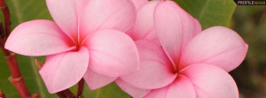 Pink Plumeria Flowers Timeline Cover Preview