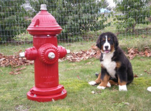 View Product Details: Dog Park Furnishings:Fire Hydrant
