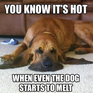 You know it’s hot, when the dog starts to melt…
