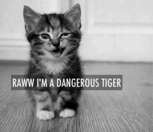 RAWW I'm a dangerous tiger ️