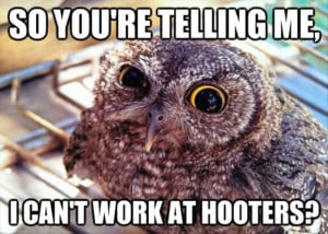 can t work at hooters funny animal pic share this funny animal picture ...