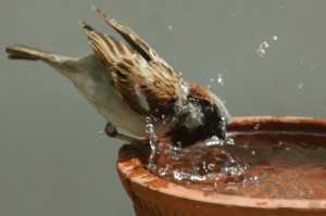 sparrow has a splash to beat the heat over the weekend. - Photo: V.V ...