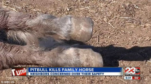 Pit bull kills family's miniature horse during unexpected attack