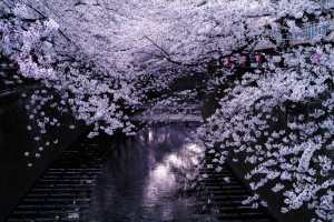 Cherry Blossoms over the Meguro River in Tokyo by Christopher Jobson ...