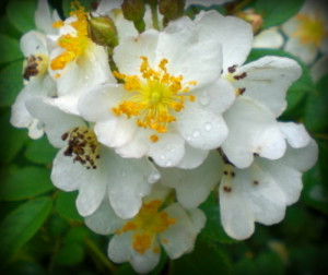 Rosa Laevigata Cherokee Rose
