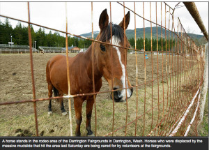 Discuss WA Mudslide Horses at the Horse Rescue / Adoption forum ...