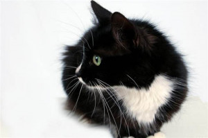 tuxedo cat looking spiffy