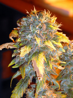 All Graphics » high times weed and girls