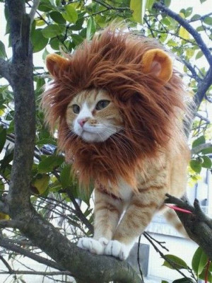 Raawrrrrr! Cutest lion ever!