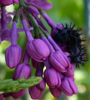 Purple flowers with caterpillar via www.Facebook.com/PurpleIsWho