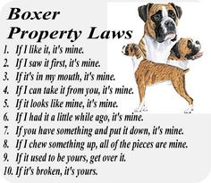Funny Dog Memes Boxer Boxer property laws (also the