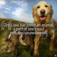 animal quotes