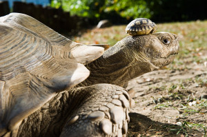 Photo of an African spurred tortoise with one of its babies riding on ...