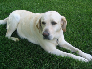 Our beloved 11 year old Bailey girl (our yellow lab) got very sick on ...