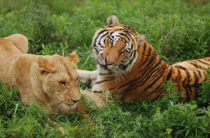Male Lion and Male Tiger - Image Thread