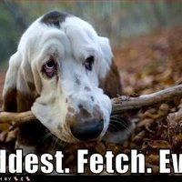 cute bloodhound photo: Cute Bloodhound funny-dog-pictures-saddest ...