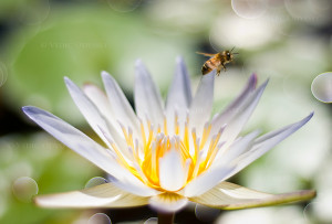 honey bee visits a white lily in a pond in Kauai, Hawaii