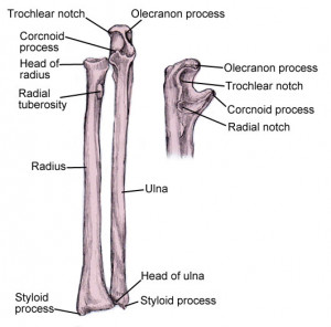Radius and Ulna Bone Diagram