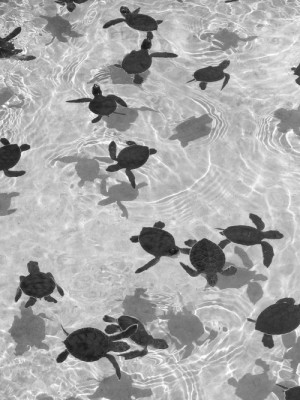 animals Black and White Grunge my posts sea turtles